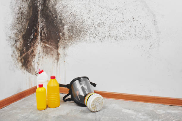Best Office Mold Removal Services  in Spring Valley, IL