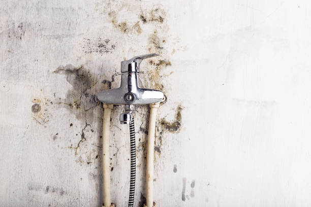 Spring Valley, IL Mold Removal Company