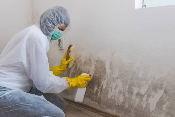 Best Attic Mold Removal  in Spring Valley, IL