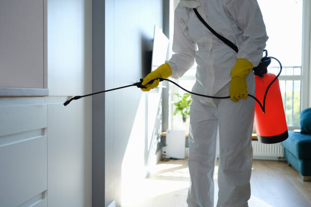 Best Best Mold Removal Companies  in Spring Valley, IL