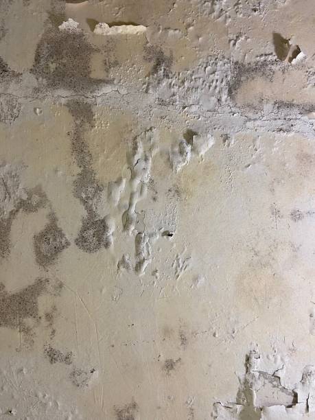 Best Toxic Mold Removal  in Spring Valley, IL