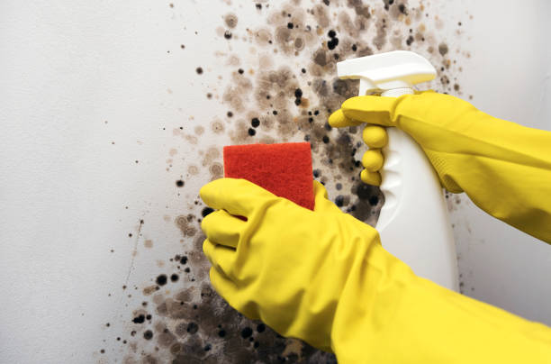 Best Black Mold Removal  in Spring Valley, IL