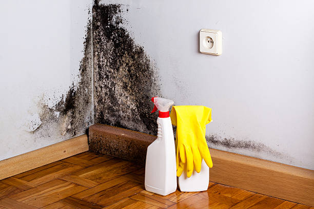 Home Mold Removal in Spring Valley, IL