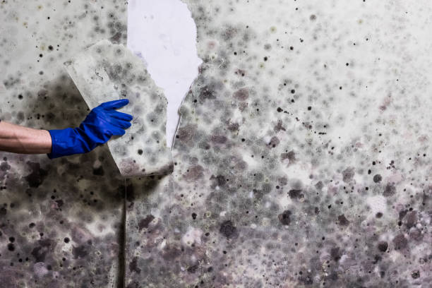 Best Fast Mold Removal  in Spring Valley, IL