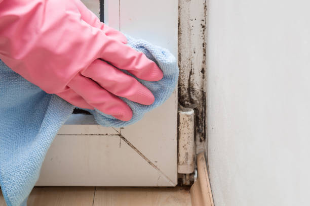 Best Mold Damage Repair  in Spring Valley, IL