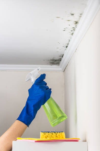Best Attic Mold Removal  in Spring Valley, IL