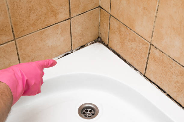 Best Local Mold Removal Service  in Spring Valley, IL